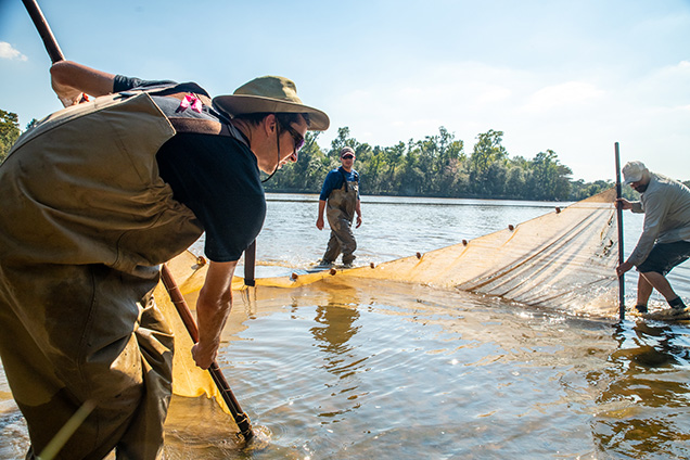 Three Academy scientists setting up a net in the Neches River.